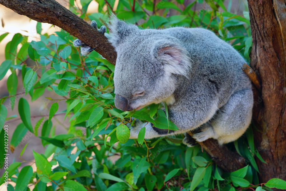 Fototapeta premium A koala on a gum tree in Australia