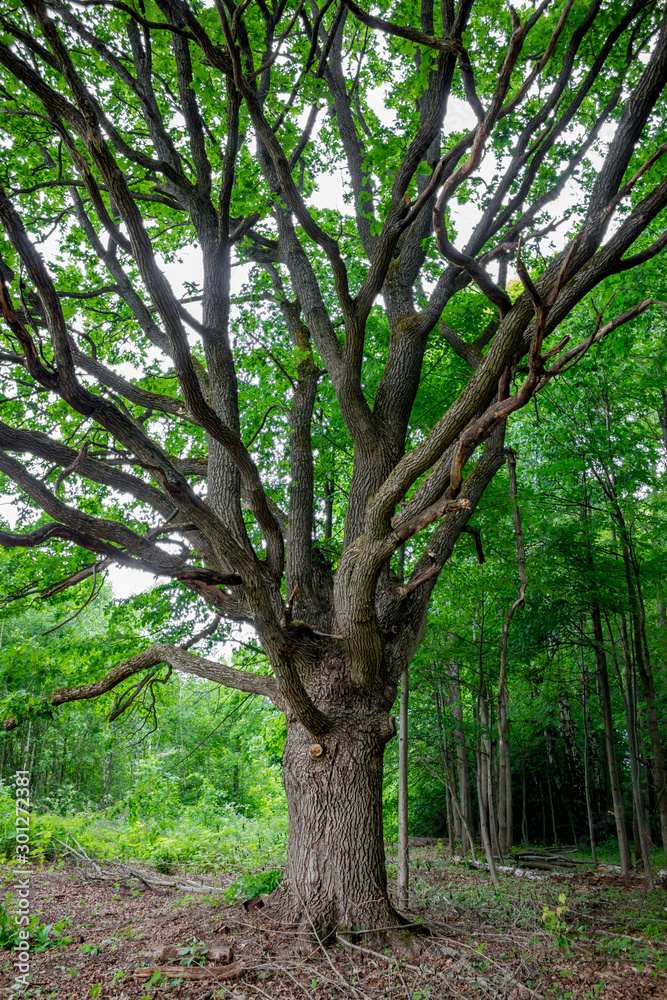 Old thick oak with a big spreading crown Old thick oak with a big spreading crown