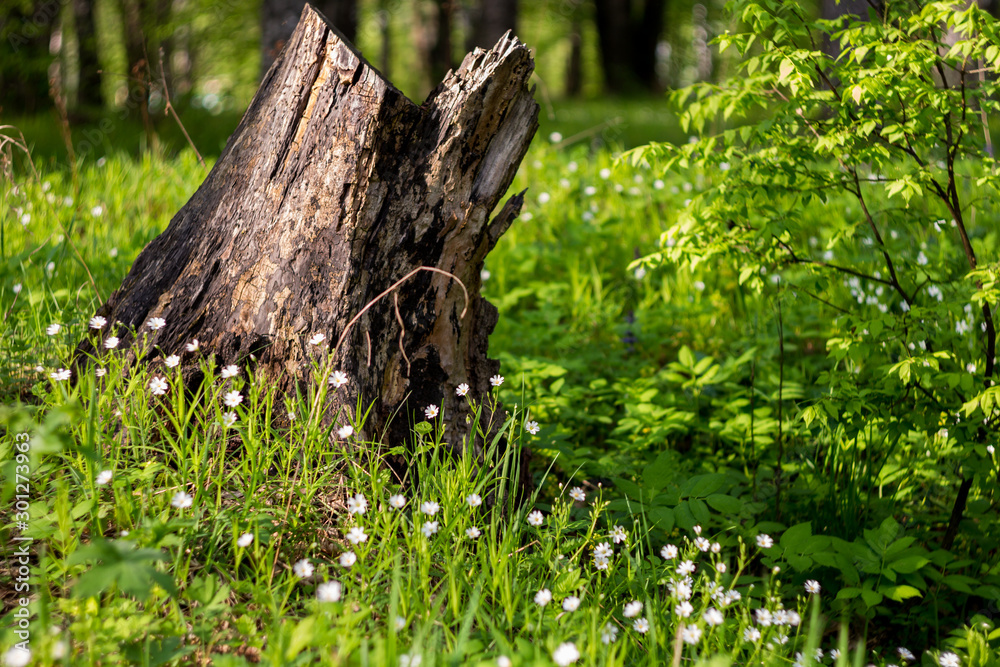 A fragment of a picturesque spring meadow with an old stump and a blooming addersmeat (Stellaria holostea or greater stitchwort) A fragment of a picturesque spring meadow with an old stump and a blooming addersmeat (Stellaria holostea or greater stitchwort)
