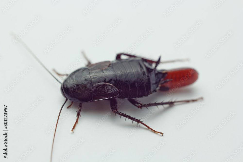 Red pregnant cockroach with an egg, on a white isolated background. Macro photo close-up. Red pregnant cockroach with an egg, on a white isolated background. Macro photo close-up.