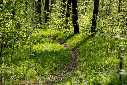 Path in the middle of lush green grass in spring in May