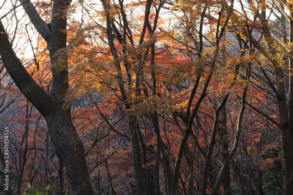 紅葉狩り 紅葉狩り