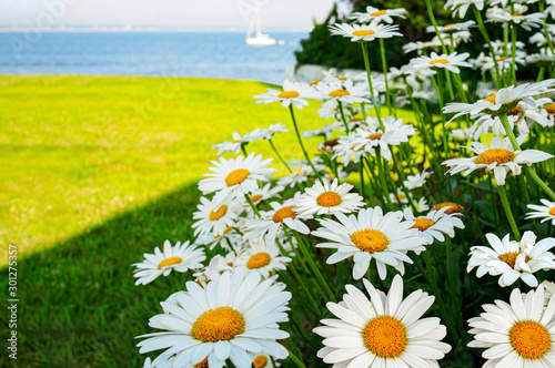 Summer travel background daisies in a garden by the sea, Stonington, Connecticut shore photo