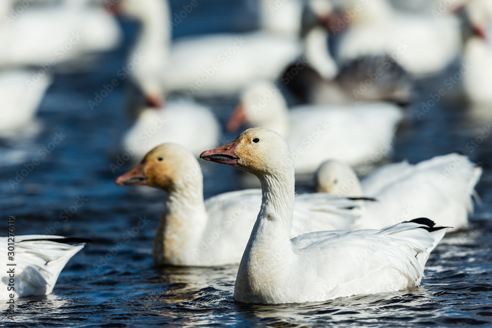 Snow geese gathering in Quebec Canada preparing for the migration south. Snow geese gathering in Quebec Canada preparing for the migration south.