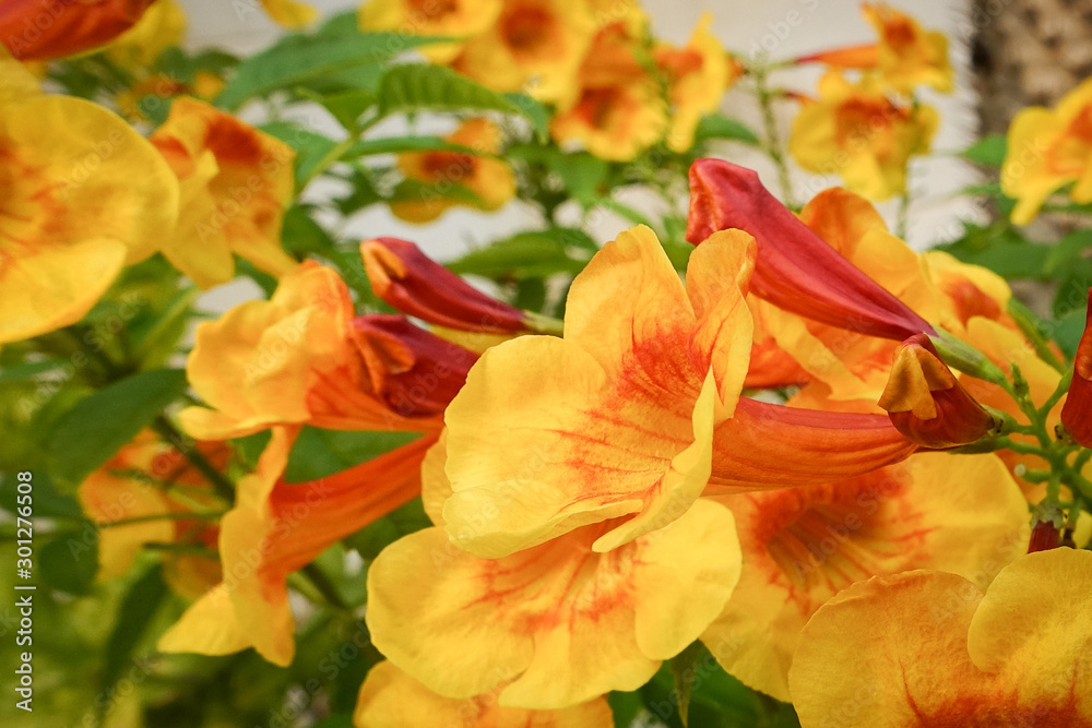 Tecoma 'Orange Jubilee', Orange Jubilee Esperanza, Orangebells, Orange Trumpet Bush Tecoma 'Orange Jubilee', Orange Jubilee Esperanza, Orangebells, Orange Trumpet Bush