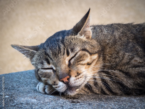 portrait of a cat sleeping happily drooling photo