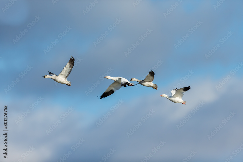 Snow geese gathering in Quebec Canada preparing for the migration south. Snow geese gathering in Quebec Canada preparing for the migration south.