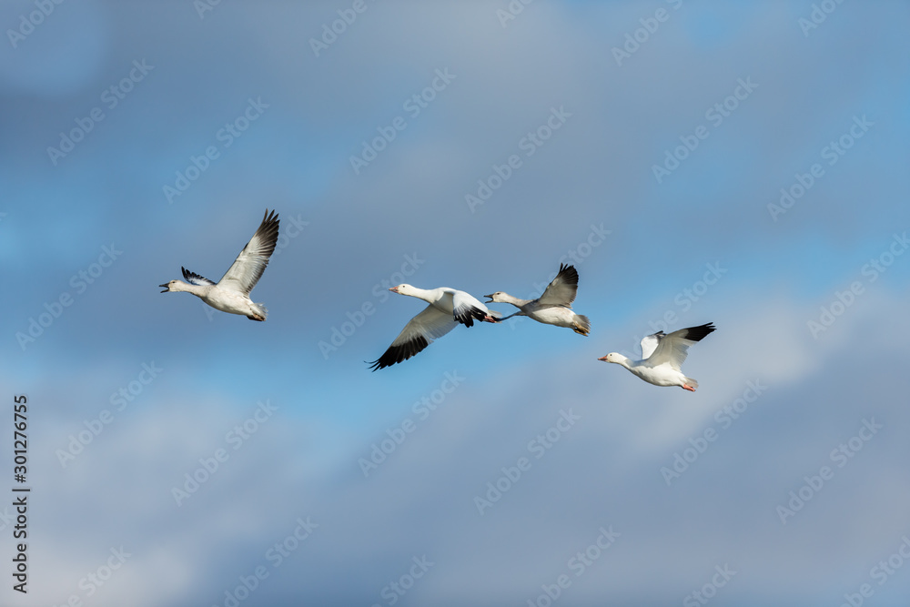 Snow geese gathering in Quebec Canada preparing for the migration south.