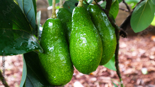 Billede på lærred Avocado a pear-shaped fruit with a rough leathery skin, smooth oily edible flesh, and a large stone
