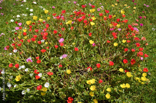 Portulaca grandiflora or moss rose flowers