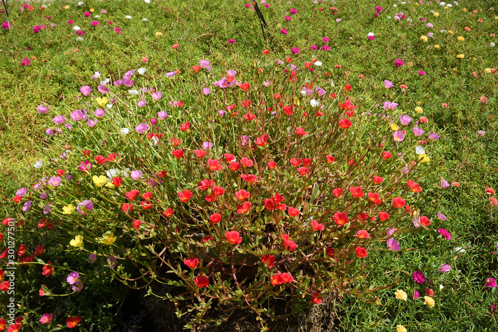Portulaca grandiflora or moss rose flowers