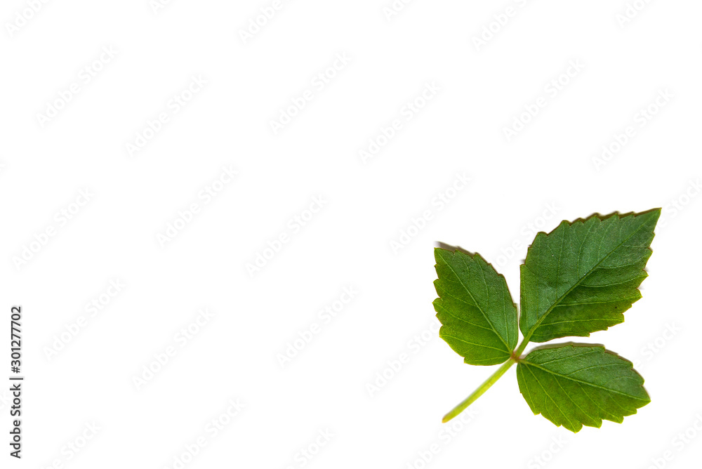 Very beautiful, fresh Green leaf isolated on white background.Long, bright, purple and green leaves of a tropical plant. Very beautiful, fresh Green leaf isolated on white background.Long, bright, purple and green leaves of a tropical plant.