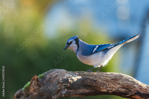 Blue jay in fall