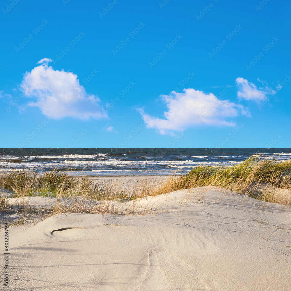 Sand dunes with grass and shrubs protecting beach from the storms in Hiddensee island in Germany. Panoramic image, square composition
