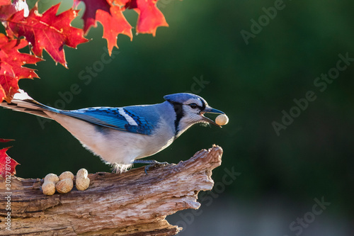 Fotografia, Obraz Blue jay in fall
