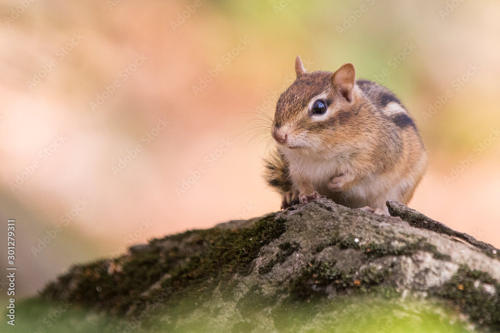 Obraz premium Cute eastern chipmunk in autumn