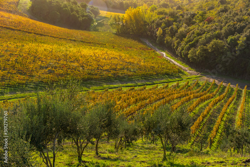 View of golden vineyards in Chianti area near Radda in Chianti