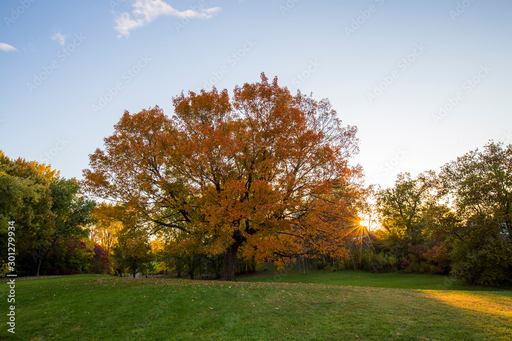 Old Acer saccharum, the sugar maple or rock maple in autumn