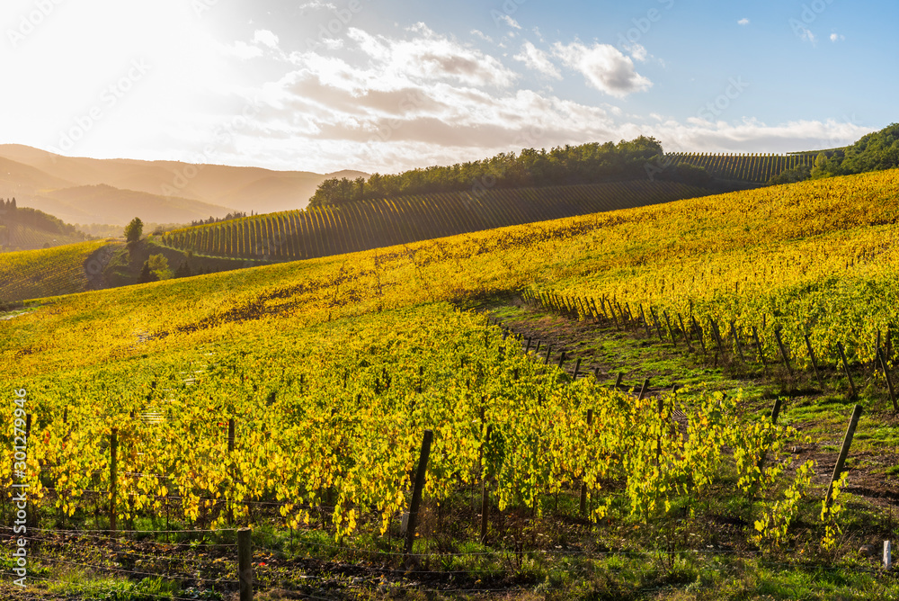 View of Chianti vineyards in autumn