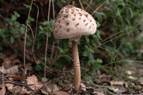 Mushroom IN THE MOUNTAIN of Montseny