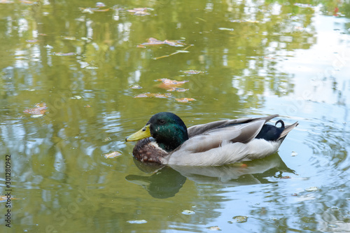 Duck swimming in a fountain