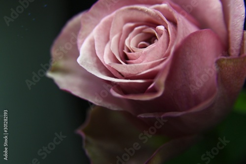 pink rose with drops of water