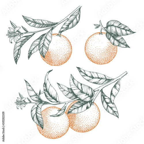 Oranges on a branch set. Isolated vector illustration of citrus tree with leaves and blossoms.