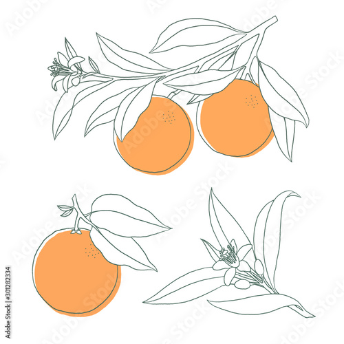 Orange on a branch set. Isolated outline vector illustration of citrus tree with leaves and blossoms.