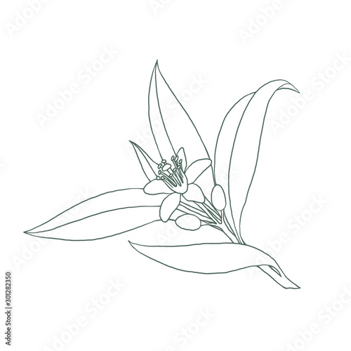 Orange blossom. Isolated outline vector illustration of citrus tree with leaves and flowers.