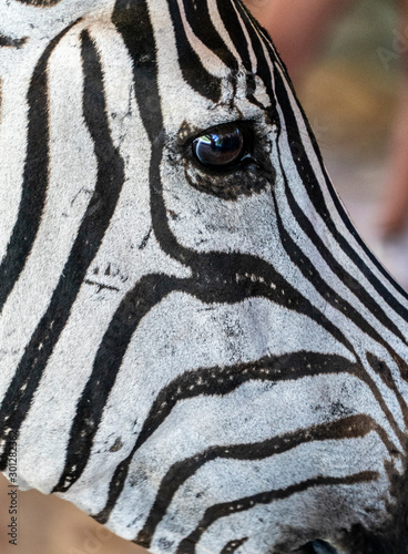 zebra close-up 