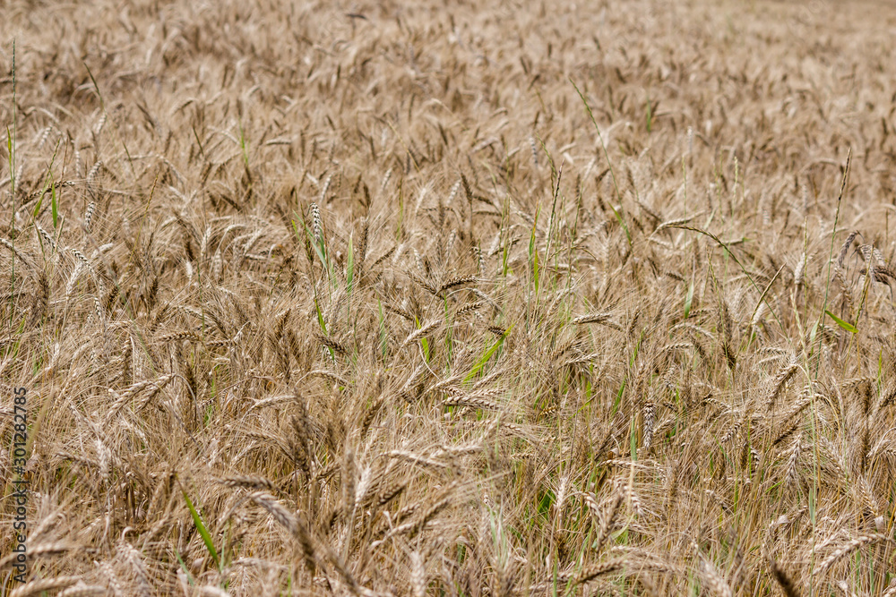 Fototapeta premium View of a golden agricultural field sown with rye