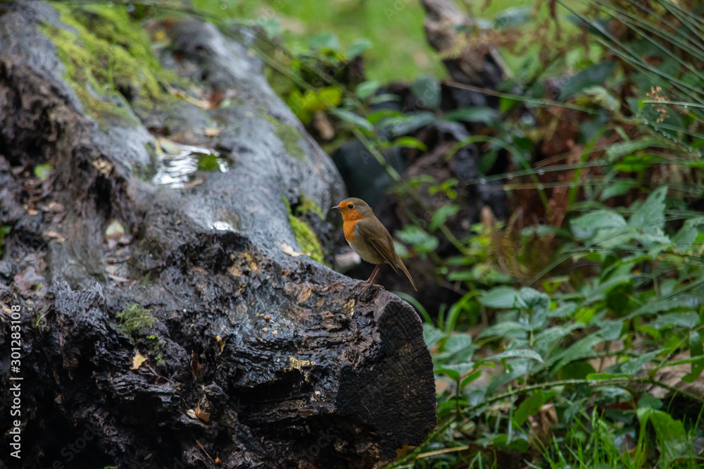 Robin standing on a log in woodland in autumn Robin standing on a log in woodland in autumn