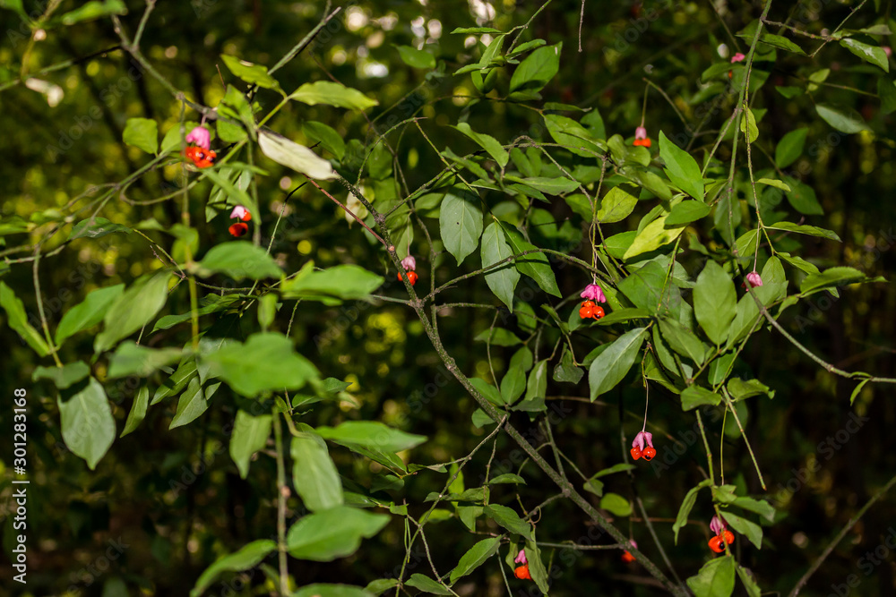 Euonymus warty (Euonymus verrucosus) - a general view of a bush with fruits