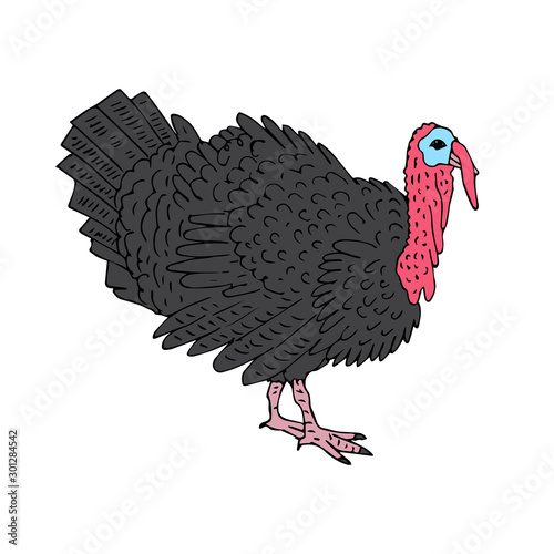 Vector hand drawn sketch doodle colored turkey isolated on white background