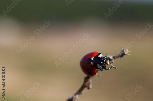 macro shot of insects. spiders, beetles and ladybugs