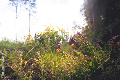 Rare medicinal flowers found during a summer walk in the forest