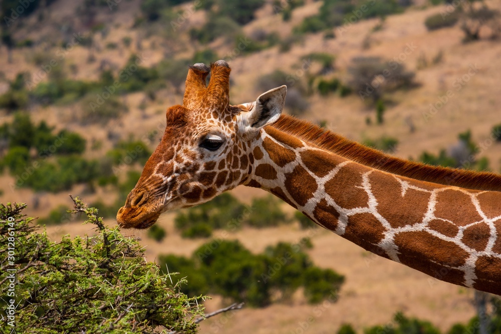 Closeup of a giraffe grazing in a jungle, Kenya, Nairobi, Samburu