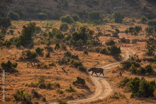 High angle shot of a rhinoceros in the middle of the jungle captured in Kenya, Nairobi, Samburu photo