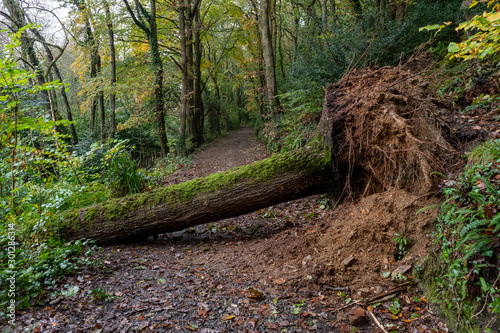 Large uprooted tree fallen across footpath in Cornwall because of high storm force winds