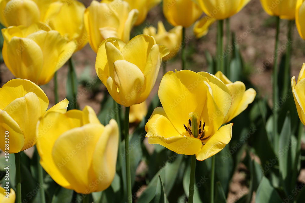 yellow tulips in the garden