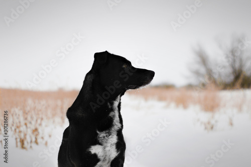 dog on a walk in winter