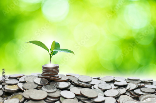 A small tree growing on a pile of silver coins Saving money and business growth