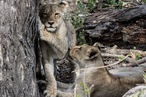 Lion Cubs in Namibia