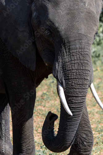 Elephant in Botswana