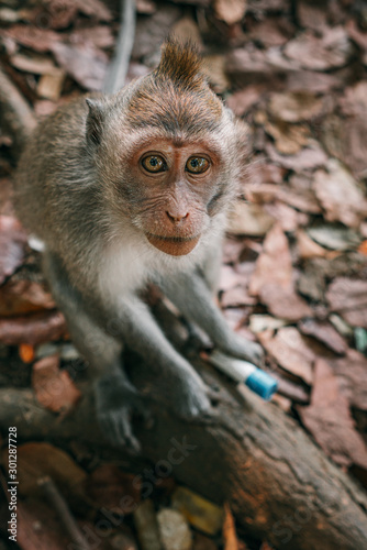 Little long-tailed monkey portrait Bali Monkey Forest Ubud