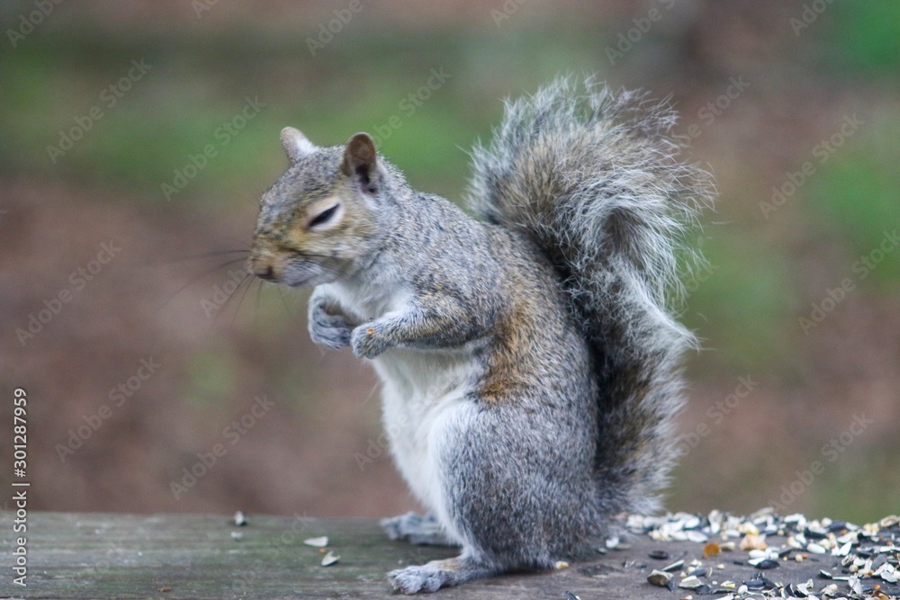 Naklejka premium squirrel eating nut