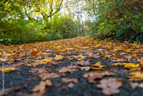 close up of autumn leaves laying on a park road