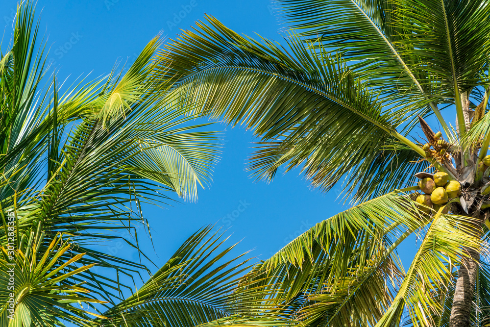 palm trees exotic background