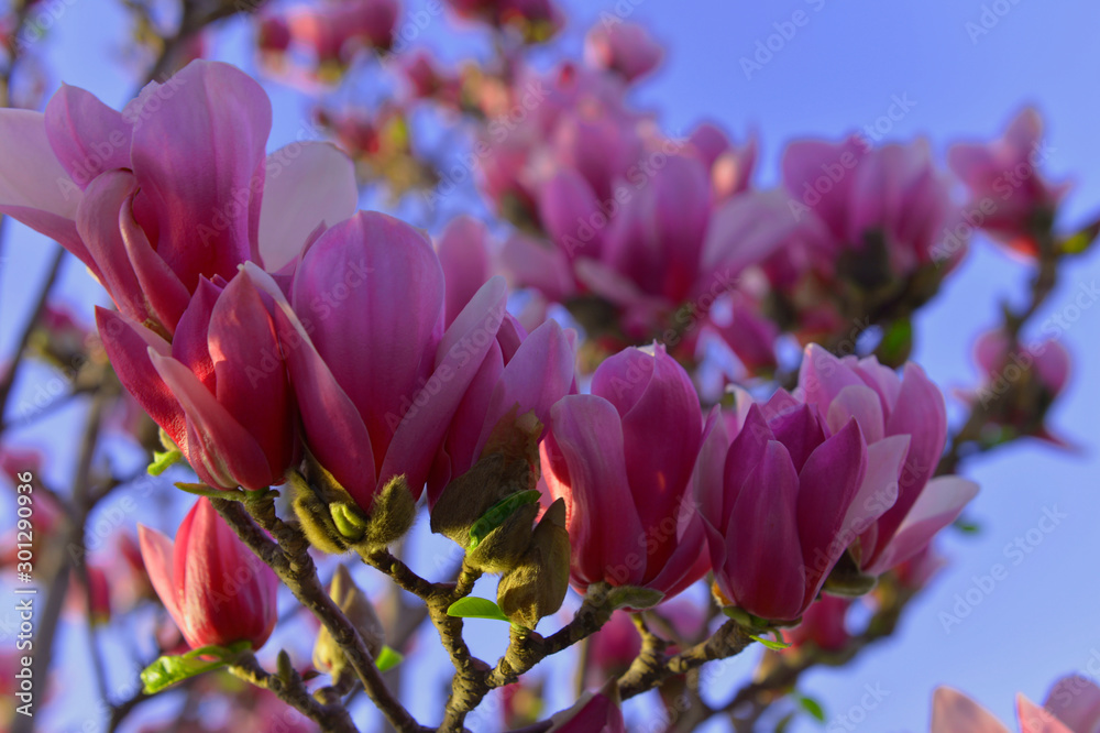Obraz premium Magnolia flower blooming
