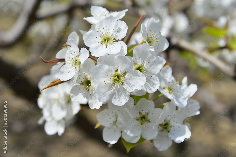 Pear flower in full bloom in spring Pear flower in full bloom in spring